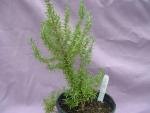 Rosmarinus off. 'Holly Hyde'